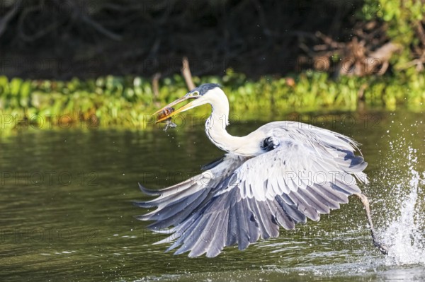 Cocoi heron catching a Pirhana in flight over a river, wings down, Pantanal Wetlands, Mato Grosso, Brazil, South America