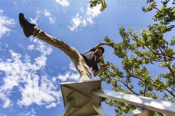 Low angle view of a caucasian man on the top of a ladder standing on one leg. as he enjoying picking peaches fruits from the tree under the blue sky