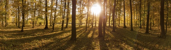 Panorama of sunrise in the yellow autumn forest. Long shadows from the trees and the glow of the sun in the camera lens