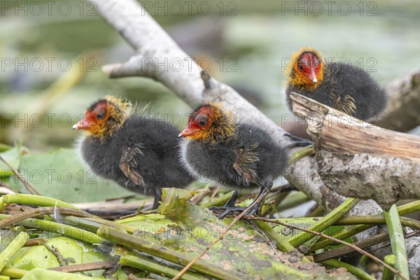 Eurasian Coot (Fulica atra) chicks waiting for food. Bas Rhin, Alsace, France, Europe
