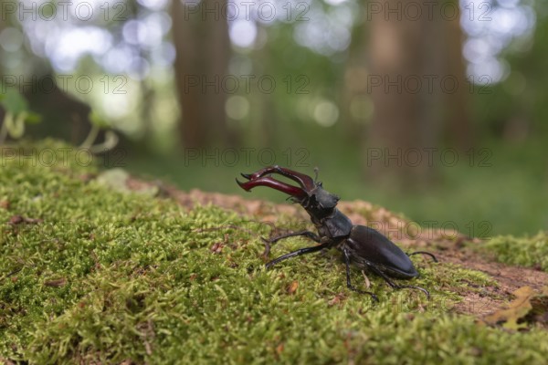 Stag beetle kite male (Lucanus cervus) on the trunk of a of a dead tree in the forest in spring. Bas Rhin Alsace, grand est, France, Europe