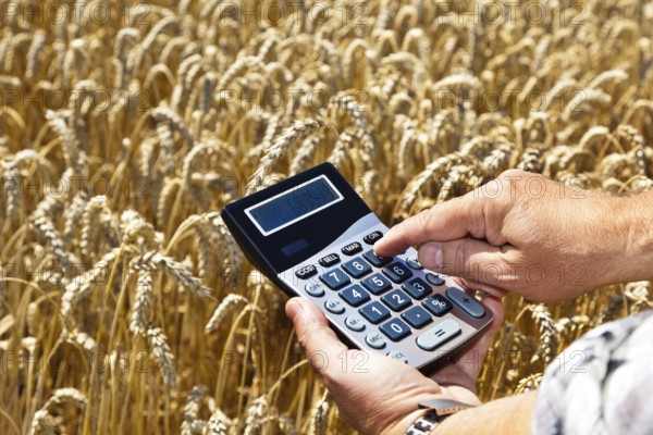 A farmer with a calculator in a grain field. Subsidies in agriculture Austria