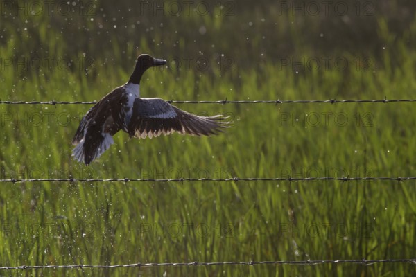 Duck taking flight from pond in Canada