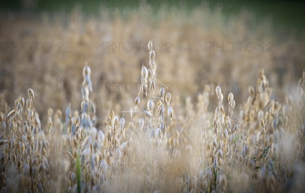 Oat field