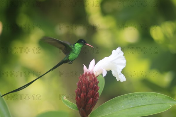 A Doctor Bird or Pennant-tail (Trochilus polytmus), Hummingbird, National Bird of Jamaica, Middle America, Jamaica, Central America