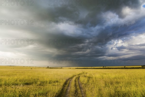 Journey to Africa. Storm clouds over a grassy savannah. The famous Masai Mara Reserve in Kenya. The concept of ecological, exotic, extreme and photo tourism