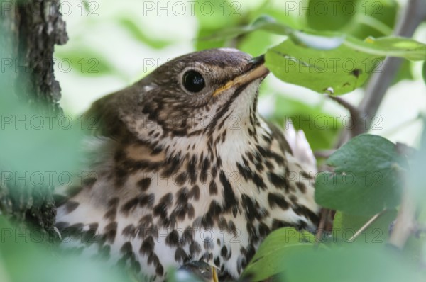 Brütende Singdrossel am Nest
