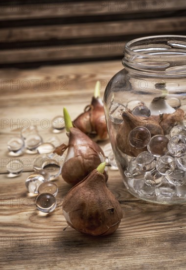 Shoots of tulips germinated in the spring tulips with agricultural accessories