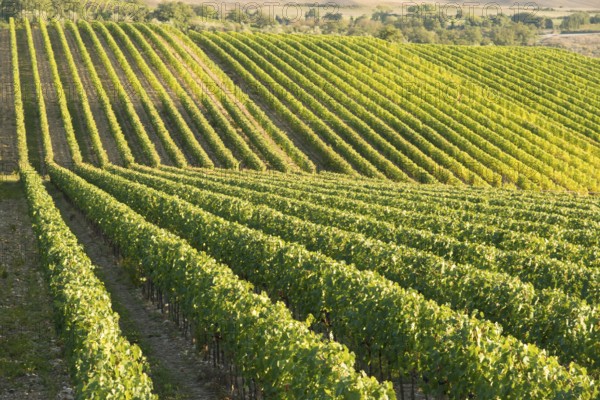 Vineyard in Chianti, Tuscany, Italy, famous landscape, Europe