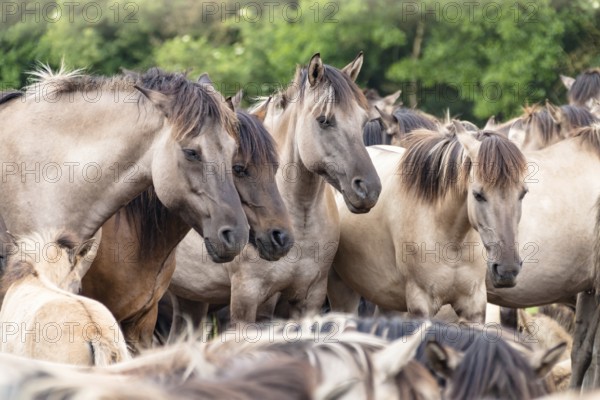 The Dülmen horses live wild near Dülmen, in the Merfelder Bruch nature reserve in North Rhine-Westphalia. The eel line on their backs is a typical feature of these wild horses. Wild live the Dülmen horses near Dülmen, in the nature reserve Merfelder Bruch, North Rhine-Westphalia. A characteristic feature of the wilds is the eel on the back