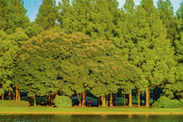 Mizumoto Park forest and blue sky. Shooting Location: Katsushika-ku, Tokyo