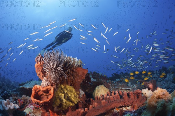Diver over coral reef, Kai Islands, Moluccas, Indonesia, Asia