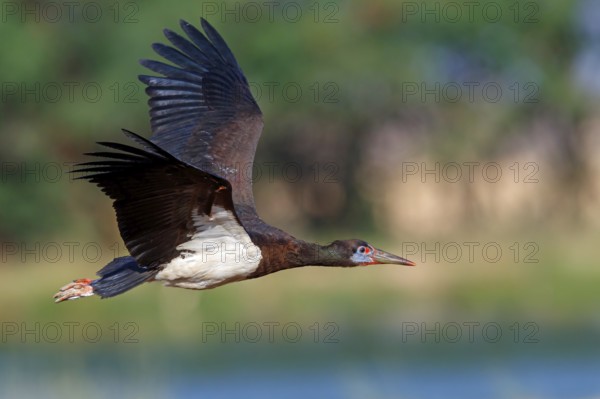 Abdim's stork, rain stork, Abdim, (Ciconia abdimii), African stork species, family of storks, Raysut Water Treatment Plant, Salalah, Dhofar, Oman, Asia