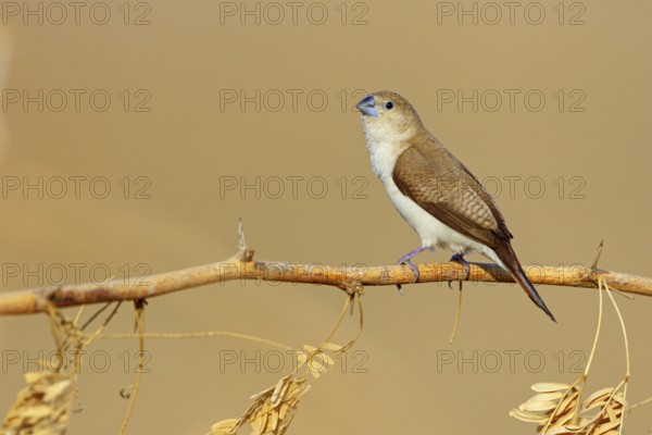 African silverbill, silver beak, silver pheasant, trusting bird, ornamental bird in Europe, family of finches, (Euodice), (Lonchura cantans), on perch, Ayn Tobroq and Ayn Athum junction, Salalah, Dhofar, Oman, Asia