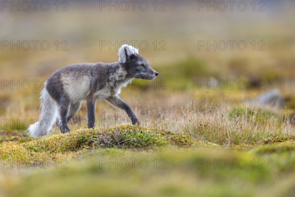 Arctic fox foraging, Arctic fox, (Alopex lagopus), Europe, Norway, Spitsbergen, Longyearbyen, Svalbard / Spitsbergen, Norway, Europe