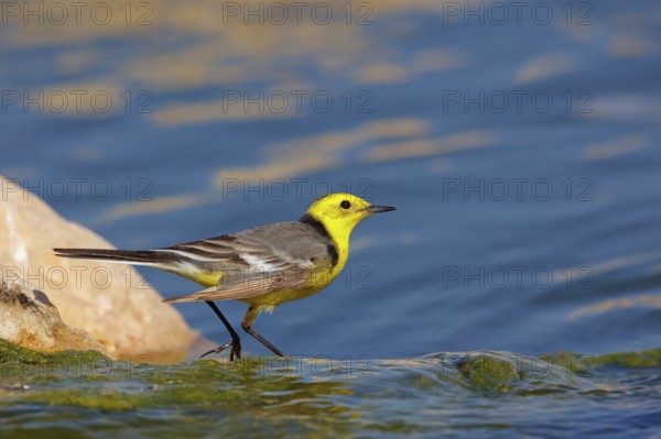 Citrine wagtail, (Motacilla citreola), foraging in a biotope, Middle East, Oman, songbird, family of stilts and pipits, Raysut, Salalah, Dhofar, Oman, Asia