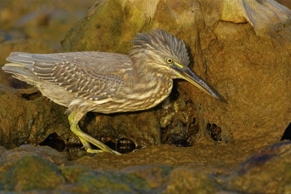 Animals, birds, heron, mangrove heron, (Butorides striatus), foraging in biotope, Quarayyat, Muscat, Muscat, Oman, Asia