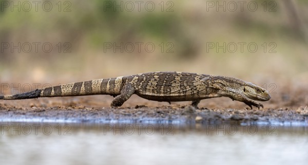 White-throated monitor lizard (Varanus albigularis) Zimanga, South Africa, Pangolins, Animals, Reptiles, Africa