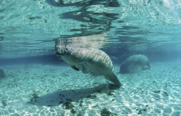 Round-tailed manatee, Trichechus manatus latirostris, USA, Florida, FL, Crystal River, North America