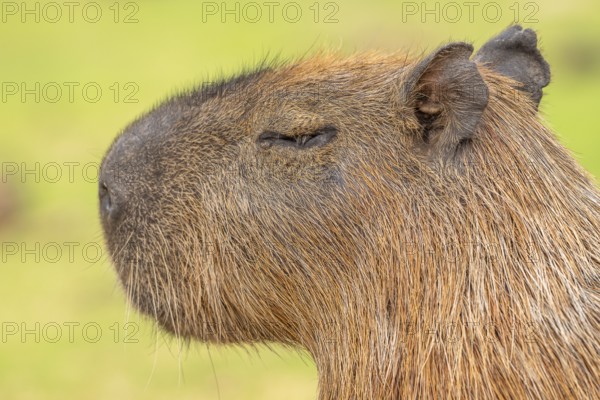 Capybara or capybara (Hydrochoerus hydrochaeris), animal portrait, Pantanal, inland, wetland, UNESCO Biosphere Reserve, World Heritage Site, wetland biotope, Mato Grosso, Brazil, South America