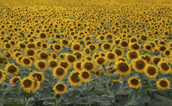 Background sunflower field to the horizon. Blooming fields of agriculture