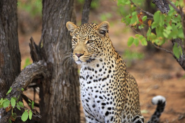 Leopard Portrait