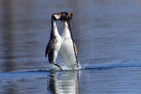 A Great crested grebe pair in a courtship dance. Lake, bird. Great crested grebes during their courtship ritual