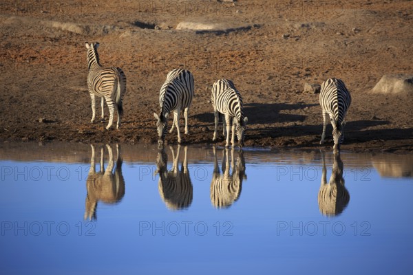Zebras drinking at a waterhole in Etosha National Park in Namibia