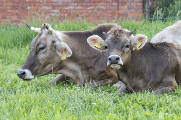 Original Brown Swiss lying on the grass