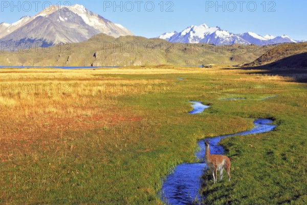 The solitary Estancia in the national park Perito Moreno in Argentina.The huge valley surrounded by snow-capped mountains. Crosses the picturesque valley of the creek