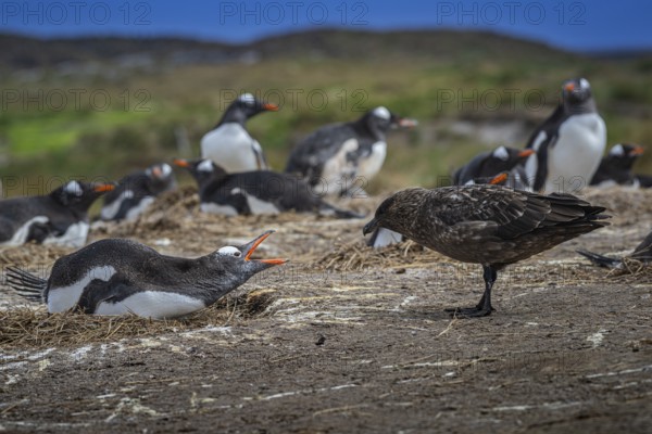 Subantarctic skua, or Brown Skua (Catharacta antarctica), at a breeding colony of gentoo penguins (Pygoscelis papua), Pebble Island, Falkland Islands, Great Britain, South Atlantic, South America