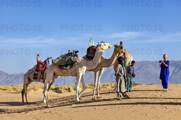Group of camels with people in a sandy desert landscape with mountains in the background, Tuareg with his camel caravan in the Sahara in Algeria