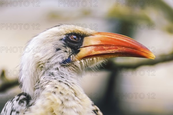 Portrait of Red-Billed Hornbill (Tokus Erythrorhynchus)