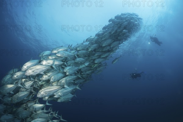 Diver and school of bigeye jacks, Caranx sexfasciatus, Cabo Pulmo, Baja California Sur, Mexico | Shoal of Bigeye Trevally, Mexico, Central America