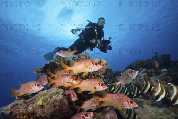 Shoal of Longjawed Squirrelfish, Ahe Atoll, Tuamotu Archipelago, French Polynesia | Shoal of Longjawed Squirrelfish, French Polynesia, Oceania
