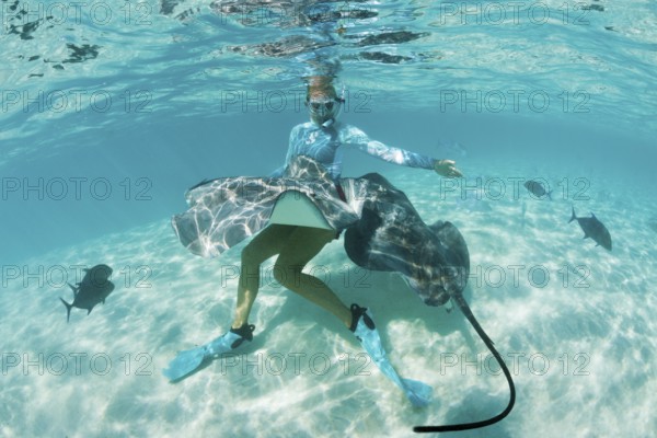Snorkelling with Pink Whipray in Lagoon, Pateobatis fai, Moorea, French Polynesia | Snorkeling with Pink Whipray in Lagoon, French Polynesia, Oceania