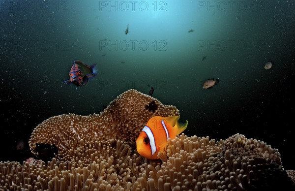 Red Sea Anemonefish, Amphiprion bicinctus, Djibouti, Djibouti, Africa, Afar Triangle, Gulf of Aden, Gulf of Tadjourah, Africa