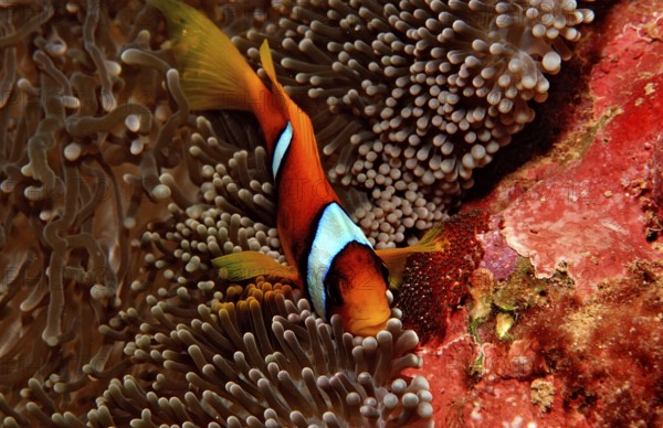 Red Sea Anemonefish, Amphiprion bicinctus, Djibouti, Djibouti, Africa, Afar Triangle, Gulf of Aden, Gulf of Tadjourah, Africa