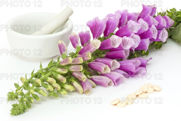 Common foxglove with mortar, pestle and pills over white background Common foxglove with mortar, pestle and pills over white background