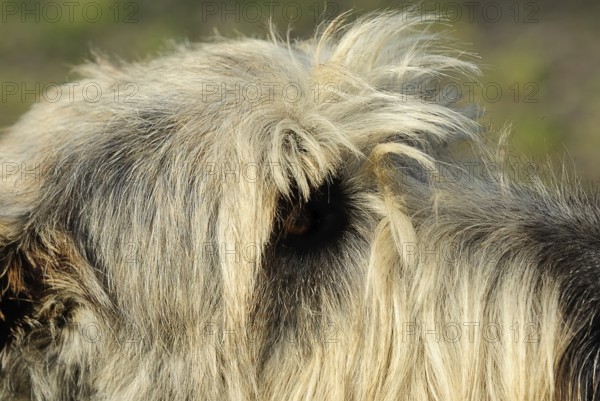 Irish wolfhound (canis lupus familiaris)