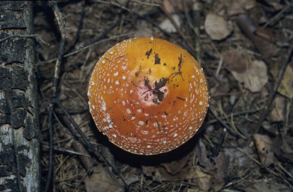 Red fly agaric (Amanita muscaria)