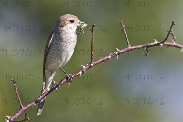 Red-backed shrike (Lanius collurio)