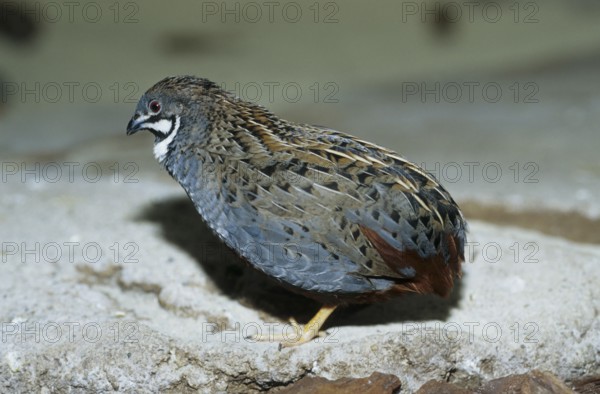 King Quail (Coturnix chinensis)