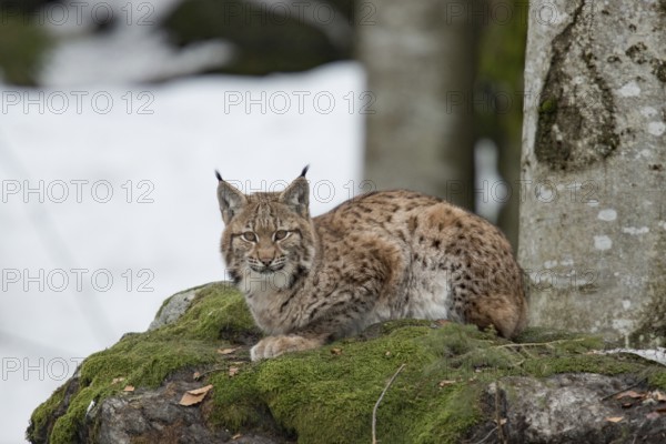 Lynx (Lynx lynx)