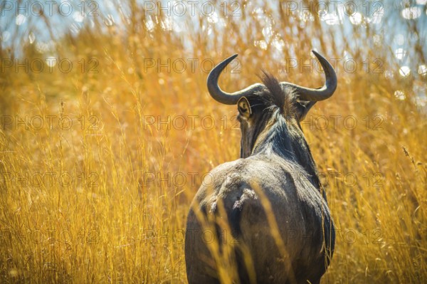 Back of Wildebeest, Connochaetes Gnou, in the savannah plains, Pilanesberg National Park, South Africa. Dry season. The Gnu is a genus of antelopes of the family Bovidae