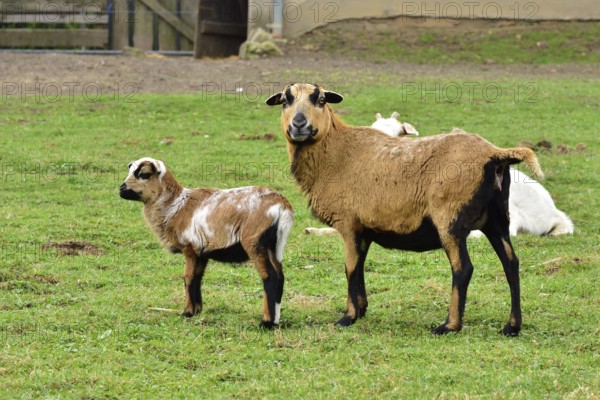 Cameroon sheep with a baby. Cameroon sheep on a farm