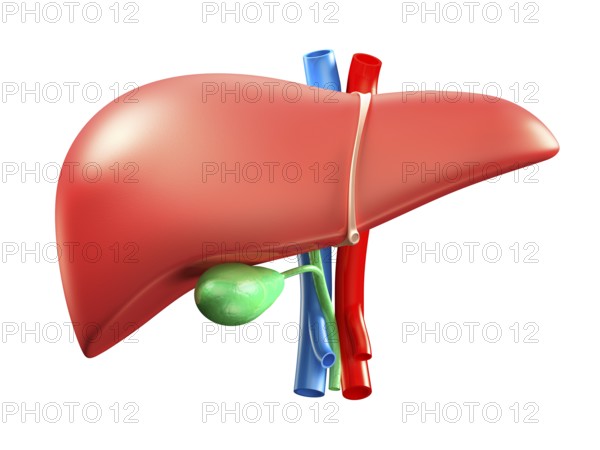 Liver and gallbladder colorful 3D illustration isolated on white background