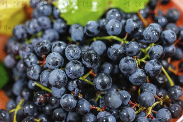 Cluster of blue grapes with droplets, next to a green leaf