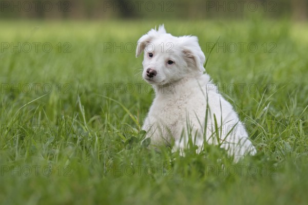 Collie-Labrador mix puppy in the grass