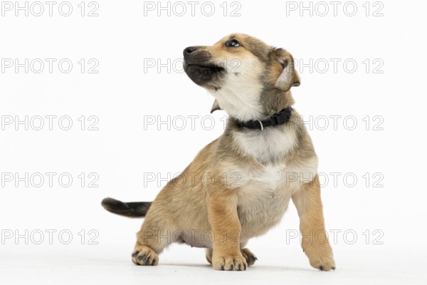 An adorable puppy poses with charm, showcasing its playful nature and unique features that make it special